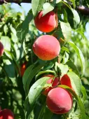 Flordaking Peach Tree (Height: 4 - 5 FT)