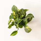 Golden Pothos (Pot: Grower Pot)