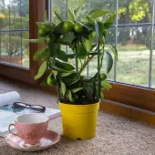 Limequat Tree (Height: 18 - 26 IN, Shape: Bushy)