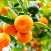 Owari Satsuma Tree (Height: 3 - 4 FT)